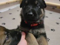 Orjinal Alman Kurdu Köpeğimiz