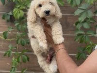 Poodle ayarında maltipoo bebekler