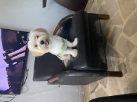 Maltese terrier köpeği