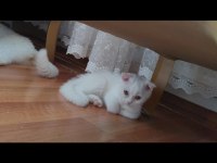 Scottish Fold Yavru Kedimiz