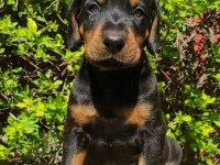 Son 1 Dişi 1 Erkek Doberman Yavrular Kapıda Ödemeli