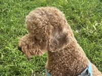 Acil toy poodle