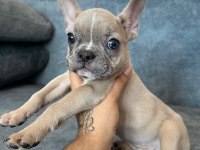 Renkli Göz Blue Fawn Merle Exotic French Bulldog Bebek