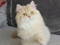 PAMUK KIZIMIZ YENİ AİLESİNE KAVUŞMAYI BEKLİYOR