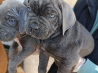 Orjinal blue cane corso italiano