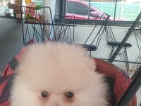 DİŞİ POMERANİAN BOO BEYAZ RENK