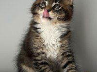 Sağlık Ve Irk Garantili Minik Maine Coon Devler