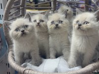 Safkan Blue Point British Shorthair Yavrular