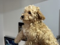 Wc eğitimli maltipoo yavrularımız ziyarete açık