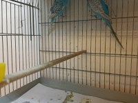 SAHİPLENDİRME MUHABBET KUŞLARI