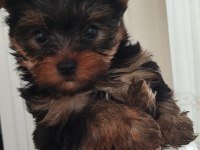 Yorkshire Terrier yavrular