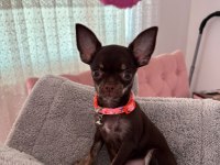Harika 4 aylık choco dişi chihuahua elma kafa