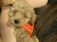 KÖPEĞİMİZE ACİL SAHİPLENDİRİLECEK YER ARANIYOR