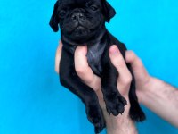 DİŞİ ERKEK PUG YAVRULARI YER DENİZLİ