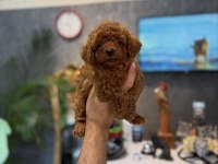 Teacup toy poodle