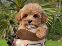 Eğitilebilir Maltipoo Yavruları ile Evinize Neşe Katın