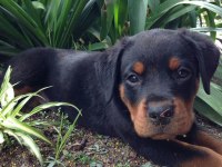 Estetikli ve Estetiksiz Doberman Yavrular