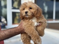 Petmode köpek çiftliğinde ziyarete açık maltipoo