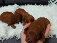 0 numara kore poodle