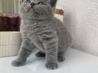 British shorthair kedimiz