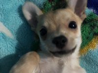 1.5 yaşında erkek chihuahua