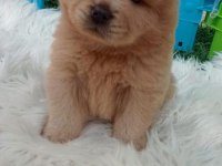 Teddy Bear Face Chow Chow Puppies