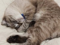 Scottish fold dumanımıza aile arıyoruz
