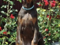 Kızıl Doberman Sevenlere