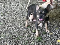 Micro Boy Tecrübeli Cocotan French Bulldog
