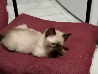 İKİ AYLIK SİYAM KEDİSİ