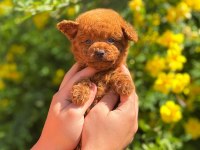 Toy poodle yavru bebeğimiz