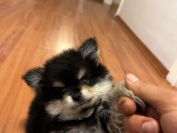 Gerçek prens ve prenses pomeranian