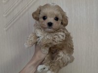 Safkan Maltipoo Yavrular