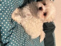 MİNİ MALTESE TERRİER YAVRULARI
