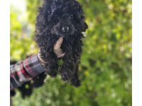 Siyah Toy Poodle Bebekleri