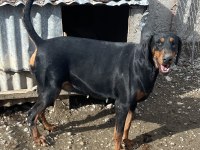 Safkan doberman anaç