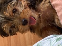 Köpeğimle anlaşamadığı için sahiplendirmek istiyorum