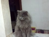 British Shorthair Kedisi Sahiplendirme