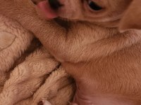 Orijinal elma kafa chihuahua yavruları bir dişi bir erkek
