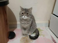 Dişi kedimiz mia