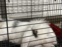 HOLLANDA TEDDY LOP TAVŞAN SAHIPLENDIRME