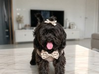 UYGUNA VERİLECEK KORE MALTİPOO