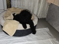 SİYAH TOY POODLE KÖPEĞİ