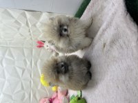 2.5 aylık erkek dişi üst kalite pomeranianlar