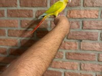 SUNCHECK BEBEK KONUR PAPAĞANI