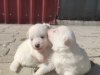 Pomeranian Spitz Köpeğimiz