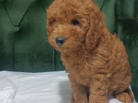 LEKESİZ TEK RENK KIVIR KIVIR POODLE