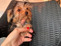 Teacup yorkshire terrier