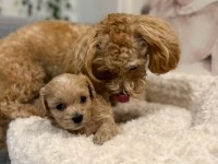 MALTİPOO YAVRULARIMIZ