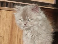 British Longhair Erkek Yavrumuz